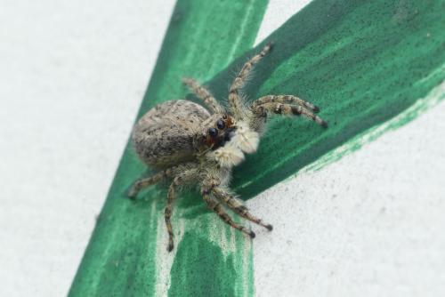 Menemerus taeniatus